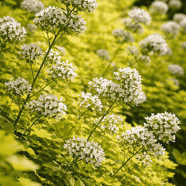 Душица обыкновенная Thumble`s Variety