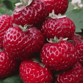 Земляника садовая Мице Шиндлер