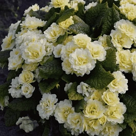 Примула обыкновенная Crem du Tregor