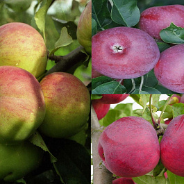 Дерево-сад (3-4х летка) яблоня 3 сорта Макинтош-Болотовское-Лобо Дерево-сад (3-4х летка) яблоня 3 сорта Макинтош-Болотовское-Лобо