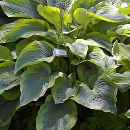 Хоста Alvatine Taylor