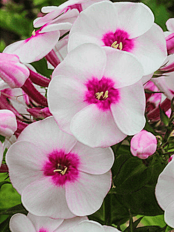 Флокс метельчатый Younique Trendy