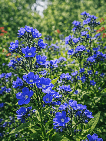 Анхуза итальянская Loddon Royalist