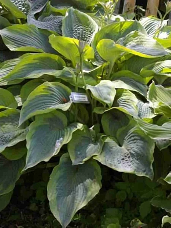 Хоста Alvatine Taylor