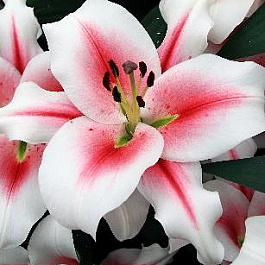 Лилия ОТ-гибрид Суцинто