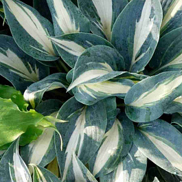 Хоста Timeless Beauty