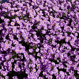 Астра кустарниковая Herbstgruss vom Besserhof