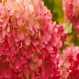 Гортензия метельчатая Краса Лескова