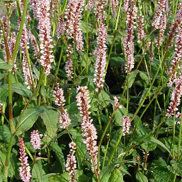 Горец свечевидный Rosea