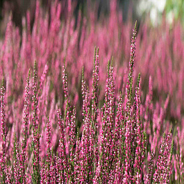 Вереск Patricia