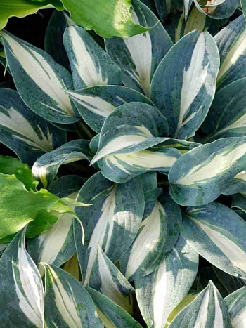 Хоста Timeless Beauty