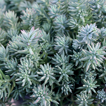 Очиток (Седум) отогнутый Blue Spruce