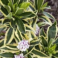 Дафна кавказская Variegata
