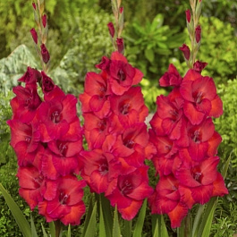 Гладиолус крупноцветковый Рома