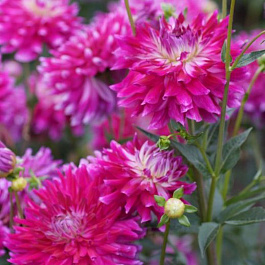 Георгина Декоративная Гламур Герл