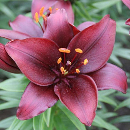 Лилия азиатская Мапира НАБОР 2ШТ (2+2)