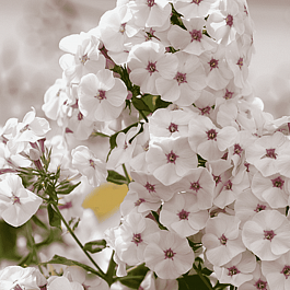 Флокс метельчатый Птица-Синица