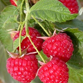 Малина ремонтантная Бабье лето