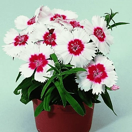 Гвоздика китайская Диана Ред Центред Вайт
