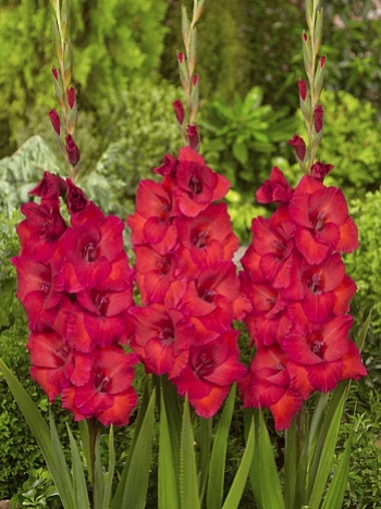 Гладиолус крупноцветковый Рома