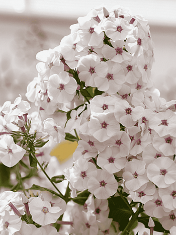 Флокс метельчатый Птица-Синица