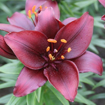 Лилия азиатская Мапира НАБОР 2ШТ (2+2) Лилия азиатская Мапира НАБОР 2ШТ (2+2)