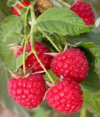 Малина ремонтантная Бабье лето