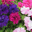 Петуния махровая	Дабл каскад микс Петуния махровая	Дабл каскад микс