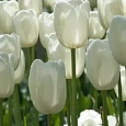 Тюльпан Maureen