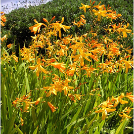 Крокосмия Вояжер