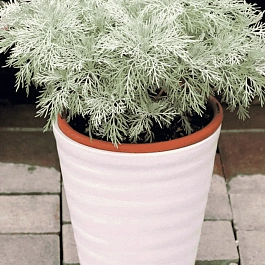 Полынь MAKANA™ Silver