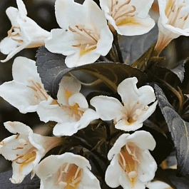 Вейгела цветущая Ebony and Ivory