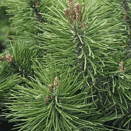 Сосна горная Knapenburg