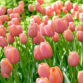 Тюльпан Menton