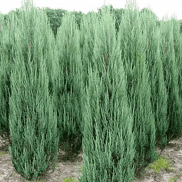 Можжевельник скальный Blue Arrow