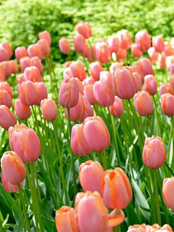 Тюльпан Menton