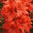 Азалия крупноцветковая Feuerwerk