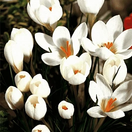 Крокус Ботанический Miss Vain