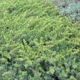 Можжевельник конферта Эмералд Си