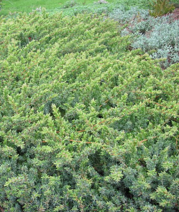 Можжевельник конферта Эмералд Си