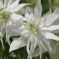 Клематис Albina Plena
