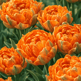 Тюльпан Махровый Orange Princess