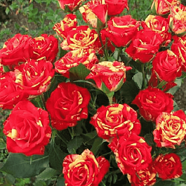 Роза штамбовая Fire Flash