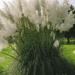 Кортадерия Cелло White Feather