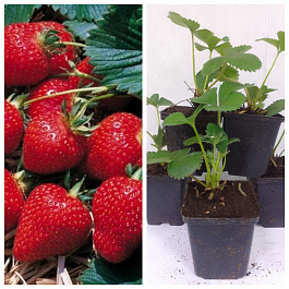 Земляника садовая Фэвори (Фаворит) НАБОР 5ШТ Земляника садовая Фэвори (Фаворит) НАБОР 5ШТ