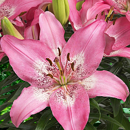 Лилия азиатская горшечная Тренди Никосия НАБОР 2ШТ (2+2)