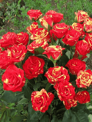 Роза штамбовая Fire Flash