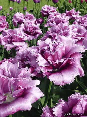 Тюльпан Matchpoint