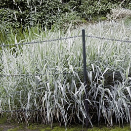 Фалярис тростниковый "Strawberry and Cream"