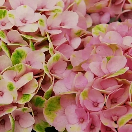 Гортензия крупнолистовая Мэджикал Революшн